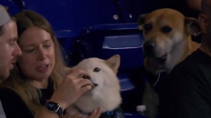 Bản sao của Four paws, cơ hội trong mơ: Miami Marlins tìm kiếm d...
