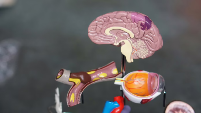Human Organ Toy Models