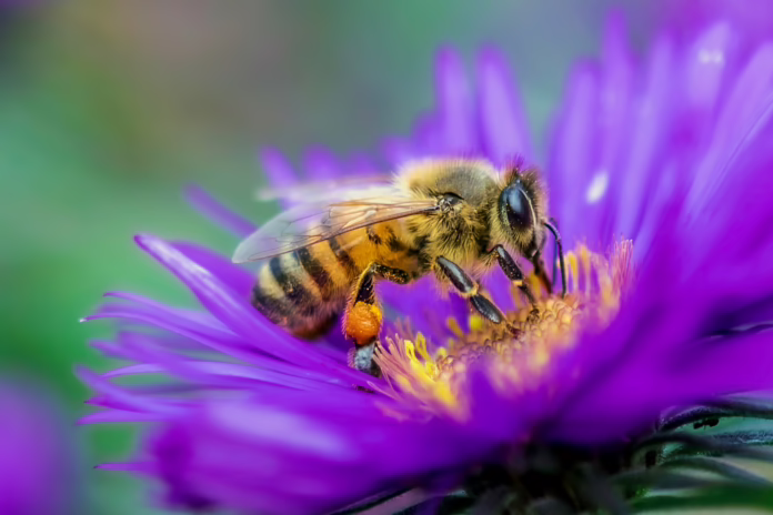 Honey Bee Gathering Nectar