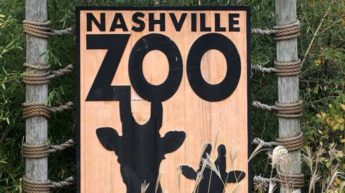 Nashville Zoo says a proposed AI data centre could stop its endangered leopards from breeding