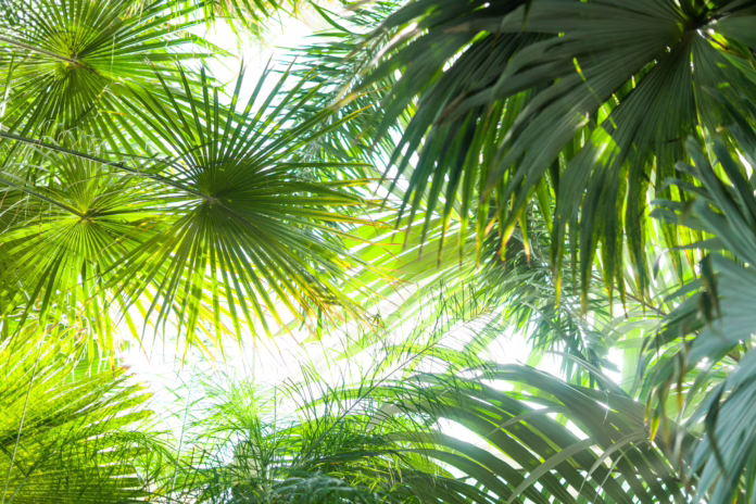 Palm Plants